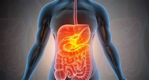 Know Your Digestive System Organs And Function Medclique