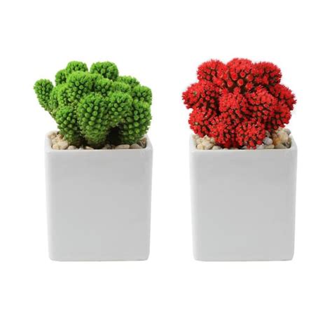 Costa Farms Holiday Desert Gems Cacti Indoor Plant In 25 In Gloss