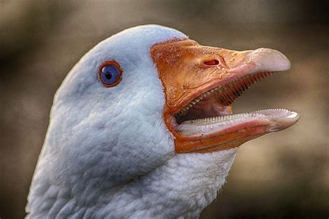 How Come Flightless Birds Never Re Evolved Things Such As Teeths Or