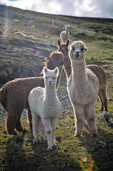 Ficha Our Products Alpaca The Gold Of The Andes