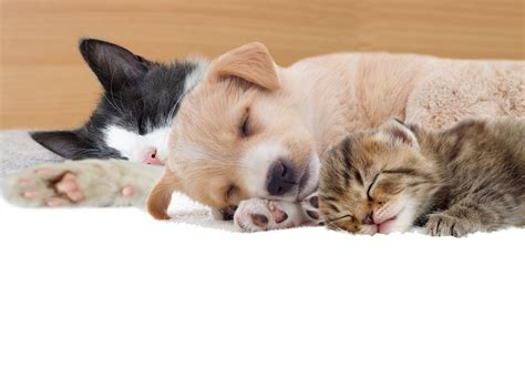 Cute Kittens And Puppies Sleeping Together