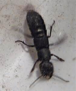 Big Black Ant Looking Beetle Tonasket Wa Date Do Ants Paralyze Their