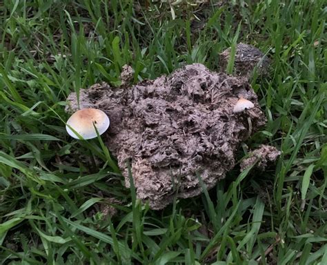 2020 Texas Gulf Coast Cube Season Begins Mushroom Hunting And