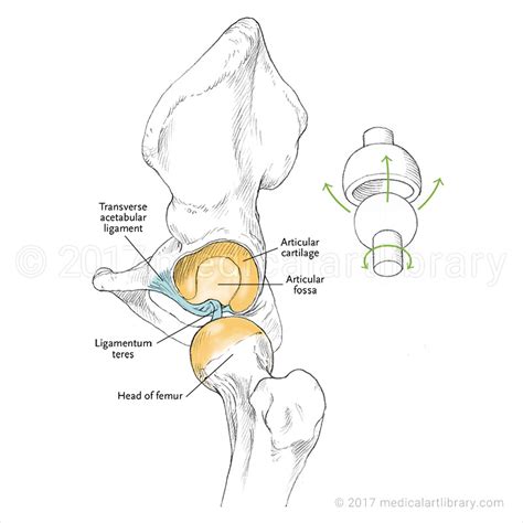 Hip Ball And Socket Joint Medical Art Library