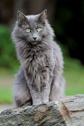 Blue Norwegian Forest Cat Kitten Stock Photo Download Image Now Istock
