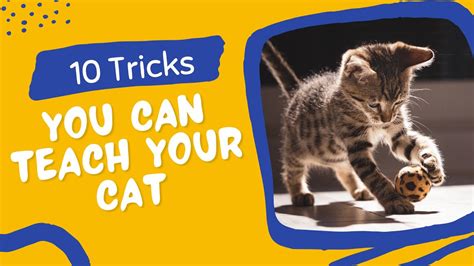 10 Amazing Tricks You Can Teach Your Cat Youtube