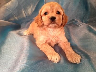 Apricot Cockapoo Puppy For Sale Easy Pick Up For Minnesota Iowa