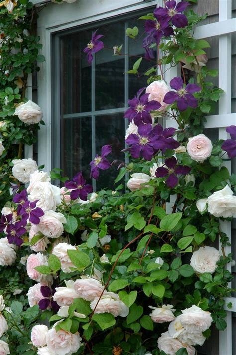 Maybe you would like to learn more about one of these? Climbing Rose for Garage Trellises