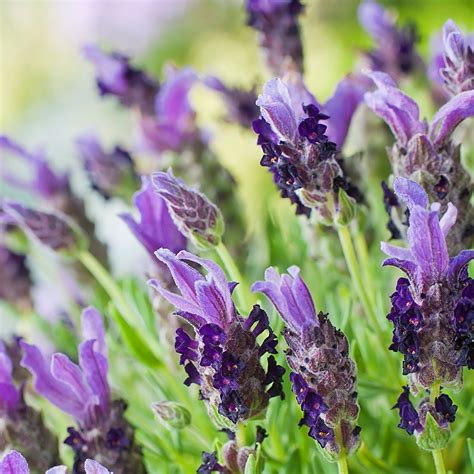 40 Lavender Plug Plants Lavender Plant