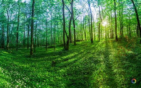 Dual Monitor Wallpaper 4k Forest Download Green Forest