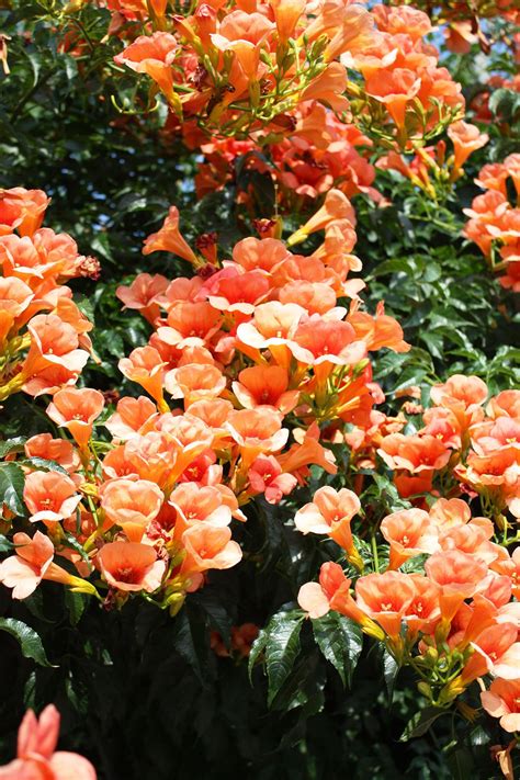 Talk about a gift that keeps on giving! 20 Gorgeous Flowering Vines to Add to Your Yard | Growing ...