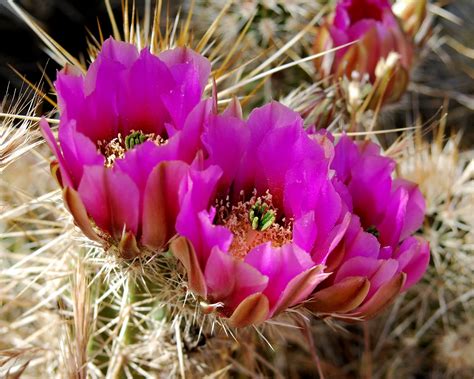 Cactus Photographics Cactus Flowers A Cascade Of Purple