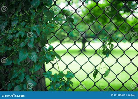 Fence In Summer With Greenery Stock Photo Image Of Fence Green