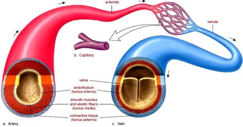 Blood vessel labeling (circulatory system). Blood Vessels. Anatomy of Blood Vessels