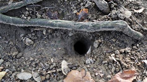 Do Snakes Live In Holes And How To Spot Them