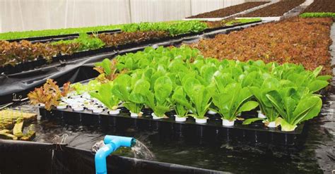 13 Diy Aquaponics Systems To Suit Any Budget