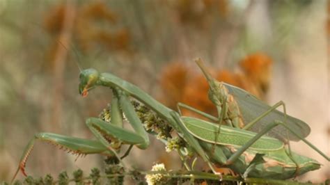 Male Mantises Still Able To Have Sex After Being Decapitated Video