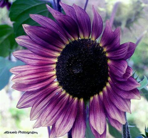 Pin On Simply Sunflowers And Sunshine