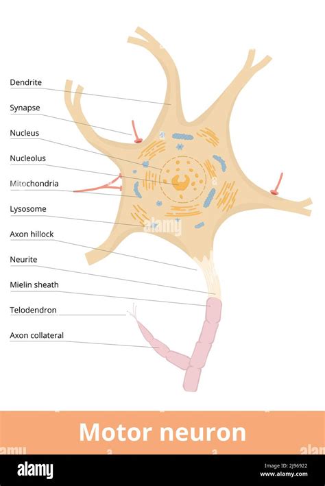 Estructura Detallada De La Célula Neurona Motora Con Capas De Mielina Y