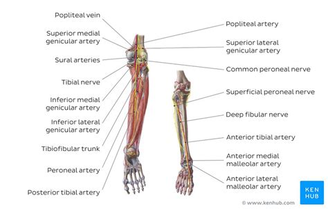 Lower Limb Arteries And Nerves Anatomy Branches Kenhub