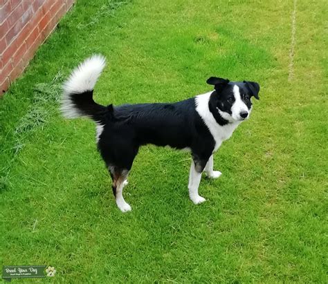 Border Collie For Stud Stud Dog In North Yorkshire The United States
