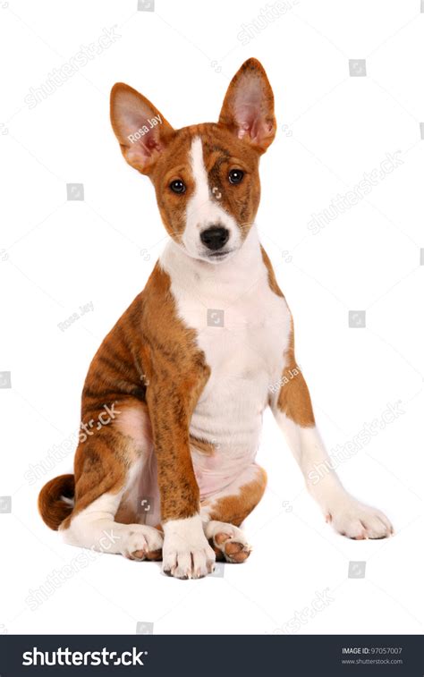 Little Basenji Puppy Brindle Colour 2 Month Isolated On White Stock