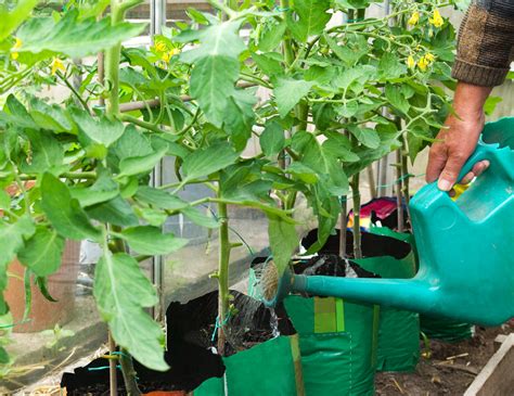 Watering Tomato Plants The Right Way