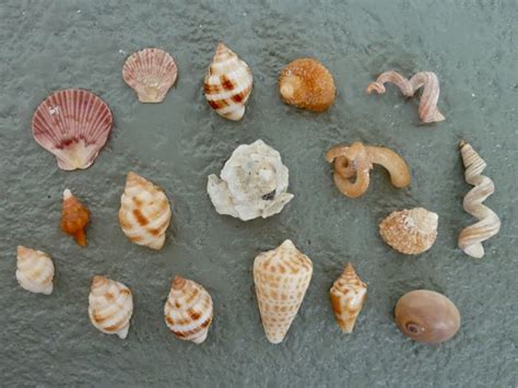 Carrier Shell Collecting Seashells I Love Shelling