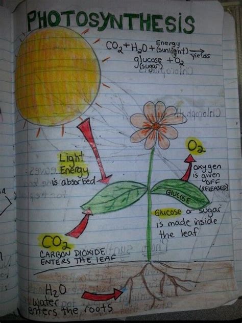 Photosynthesis By Freida Biology Lessons Apologia Biology Science