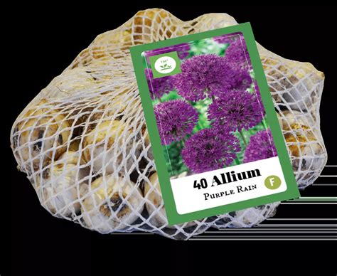 Allium Purple Rain Tuincentrum Van Ee Groot Assortiment Aan Groen