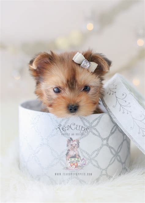 Puppyfinder.com is your source for finding an ideal poshies puppy for sale in usa. Adorable Maltese Here! | Teacups, Puppies & Boutique