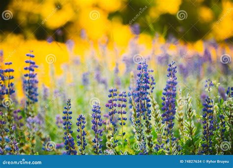Wild Flowers Lupine In Summer Field Meadow Close Up Lupinus L Stock