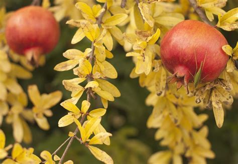 Make sure there's a 2 gap between the trunk of the boxwood and the mulch, or this can seriously increase the risk of root rot. Why Is My Pomegranate Tree Turning Yellow - Fixing A ...