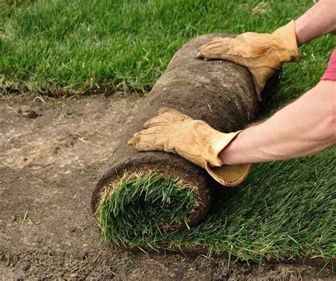 Watering New Sod Your Complete Guide — Commercial Lawn Irrigation