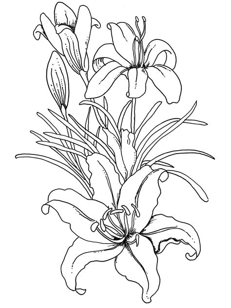 View and print full size. lilium flower coloring pages for adults | Flower coloring ...