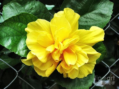 Large Yellow Tropical Flower Double Hibiscus Photograph By