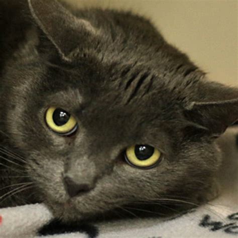 When you see the recommended daily amount to feed your cat on the side of a bag or can of purina cat food or iams kitten food or even diet cat food that you may have chosen hoping it would be the magical answer, ignore it. Meet Gray! Baby Gray is a 9-year-old, Domestic Shorthair ...