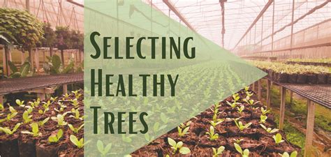 Selecting Healthy Trees Guide Treescharlotte