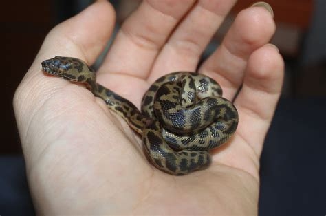 Childrens Python April 2014 Reptiles Snake Python