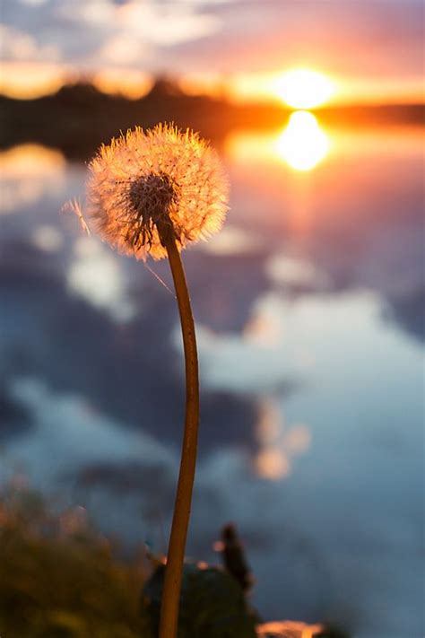 Hal tersebut bermakna menciptakan foto atau making a photo terhadap realitas yang dikonstruksi. Foto Orang Dari Belakang Sunset - Foto Foto Keren