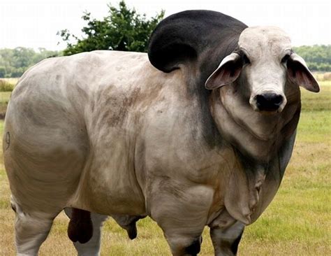 Funny Fat Cows Wallpaper Funny Animal