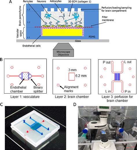 Figure 1 From Recreating Blood Brain Barrier Physiology And Structure