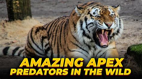 The Amazing Apex Predators In The Wild Built To Hunt Youtube