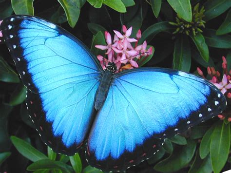 Blue Morpho Butterfly Pictures Biological Science Picture Directory
