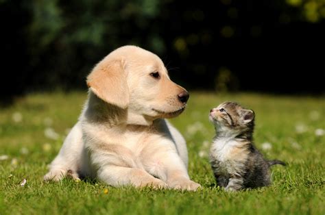 Things You Should Know When Your Dog And Cat Live Together Wishforpets