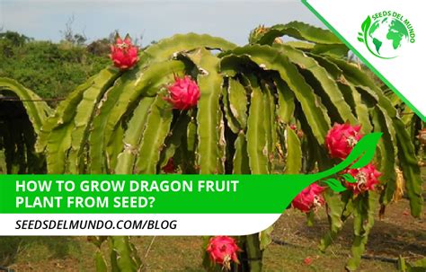 How To Grow A Dragon Fruit Plant From Seed Seeds Del Mundo