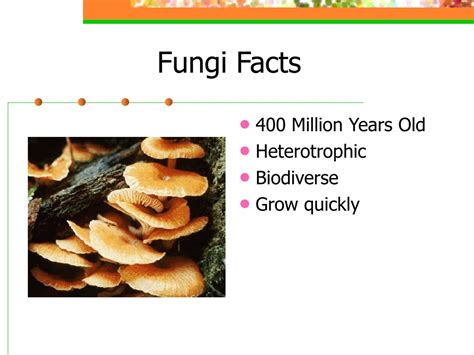 Ppt Fungus Powerpoint Presentation Free Download Id138451