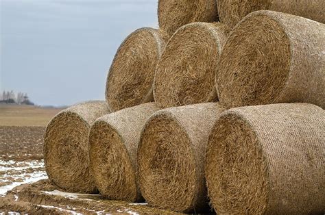 Rolls Of Hay Stock Photo Image Of Rural Natural Grass 85988364
