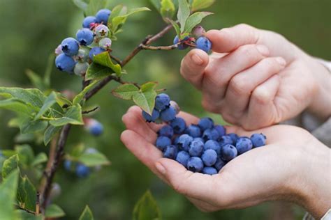 Blueberry Picking Jewishboston