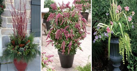 Top 10 Perennial Plants That Are Grown In Containers